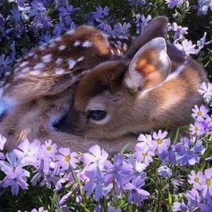 Meet your Posher, Vivian